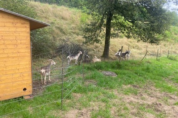 Ziegen an der Dammanlage des Losheimer Stausees. Foto: Baubetriebshof