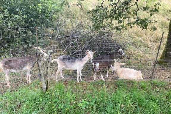 Ziegen an der Dammanlage des Losheimer Stausees. Foto: Baubetriebshof